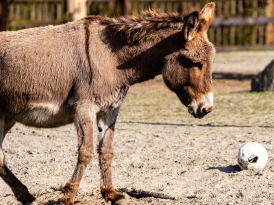 Donkey - De Zonnegloed - Animal park - Animal refuge centre 