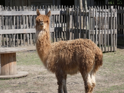 Alpaca (Suri) - De Zonnegloed - Animal park - Animal refuge centre 