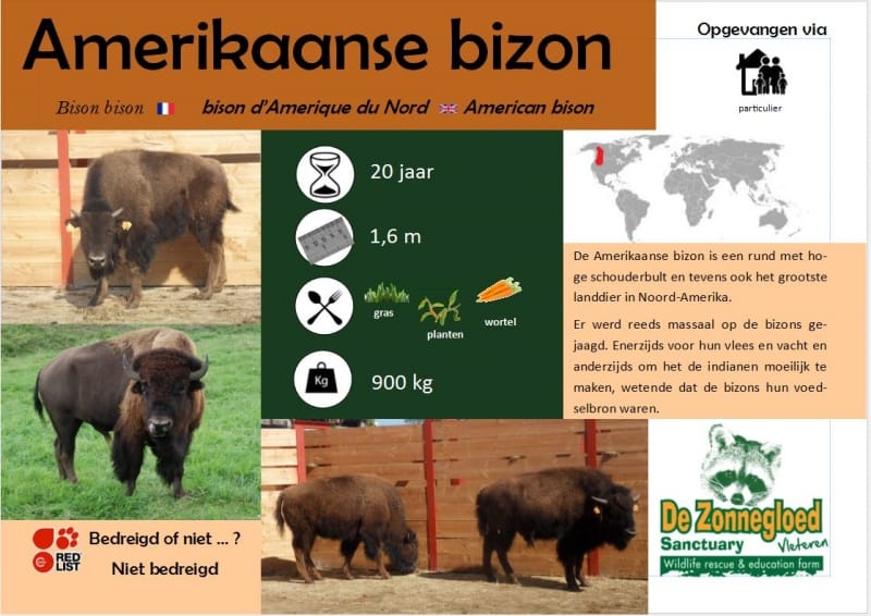 Bison d'Amérique du Nord - De Zonnegloed - Refuge pour animaux