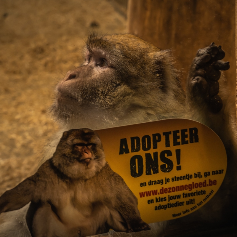 Adopteer een dier - De Zonnegloed - Dierenpark - Dieren opvangcentrum - Sanctuary
