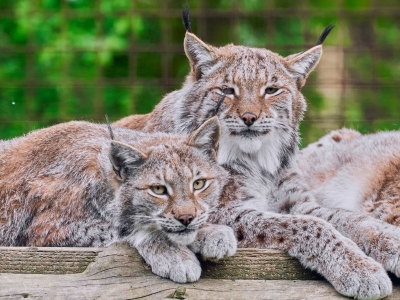 Euraziatische lynx - De Zonnegloed - Dierenpark - Dieren opvangcentrum - Sanctuary