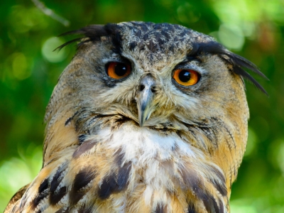 Europese oehoe - De Zonnegloed - Dierenpark - Dieren opvangcentrum - Sanctuary