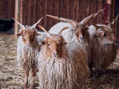 Racka schaap - De Zonnegloed - Dierenpark - Dieren opvangcentrum - Sanctuary