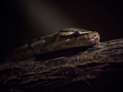 Acrantophis dumerili - De Zonnegloed - Refuge pour animaux