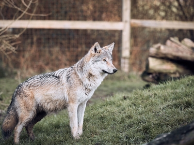 Wolf - De Zonnegloed - Animal park - Animal refuge centre 