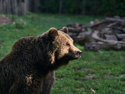 Brown bear - De Zonnegloed - Animal park - Animal refuge centre 