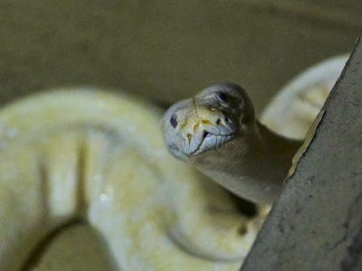 Tijgerpython - De Zonnegloed - Dierenpark - Dieren opvangcentrum - Sanctuary