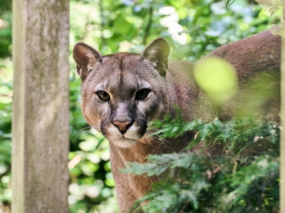 Poema - De Zonnegloed - Dierenpark - Dieren opvangcentrum - Sanctuary