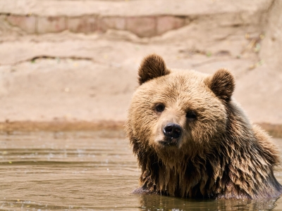 Brown bear - De Zonnegloed - Animal park - Animal refuge centre 
