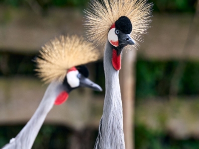 Grijze kroonkraanvogel - De Zonnegloed - Dierenpark - Dieren opvangcentrum - Sanctuary
