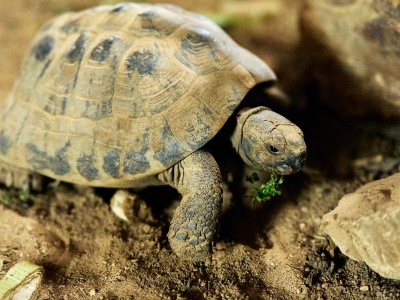 Griekse landschildpad - De Zonnegloed - Dierenpark - Dieren opvangcentrum - Sanctuary
