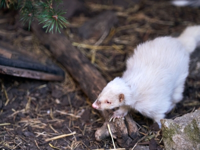 Gestreept stinkdier - De Zonnegloed - Dierenpark - Dieren opvangcentrum - Sanctuary