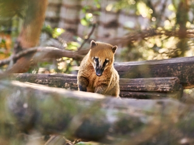 Rode neusbeer - De Zonnegloed - Dierenpark - Dieren opvangcentrum - Sanctuary