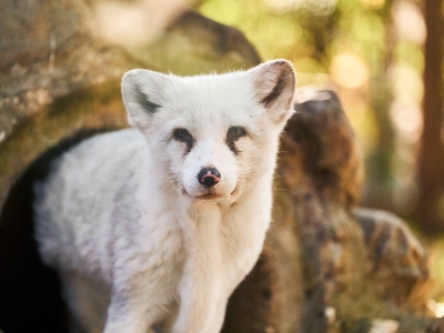 Renard arctique - De Zonnegloed - Refuge pour animaux