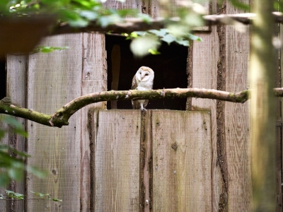 Kerkuil - De Zonnegloed - Dierenpark - Dieren opvangcentrum - Sanctuary