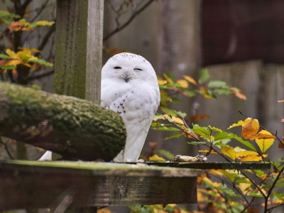 Sneeuwuil - De Zonnegloed - Dierenpark - Dieren opvangcentrum - Sanctuary