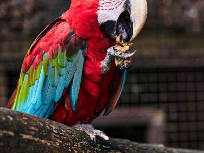 Ara chloropt&egrave;re rouge et bleu - De Zonnegloed - Refuge pour animaux