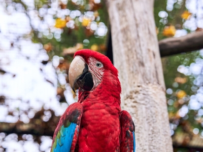 Ara chloropt&egrave;re rouge et bleu - De Zonnegloed - Refuge pour animaux