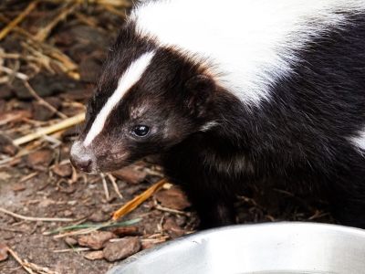 Pepita