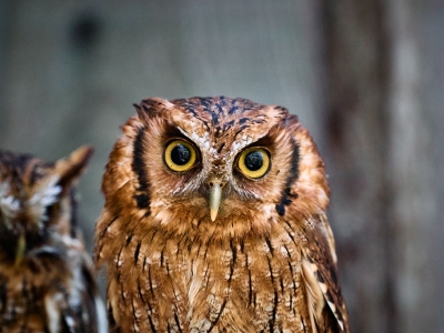 Petit-duc choliba - De Zonnegloed - Refuge pour animaux
