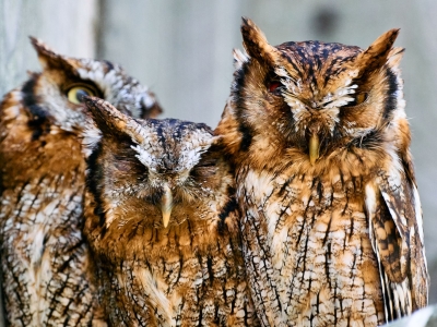 Petit-duc choliba - De Zonnegloed - Refuge pour animaux