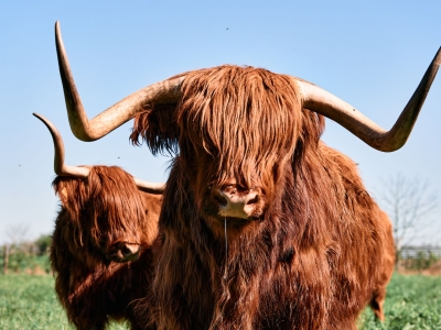Schotse Hooglander - De Zonnegloed - Dierenpark - Dieren opvangcentrum - Sanctuary