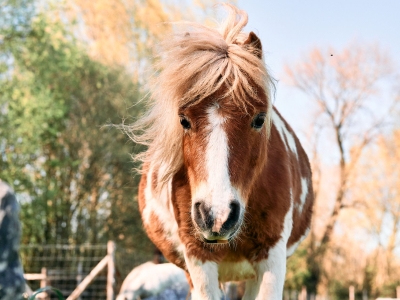 Pony - De Zonnegloed - Dierenpark - Dieren opvangcentrum - Sanctuary