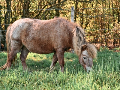 Pony - De Zonnegloed - Dierenpark - Dieren opvangcentrum - Sanctuary