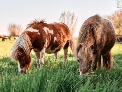 Pony - De Zonnegloed - Dierenpark - Dieren opvangcentrum - Sanctuary