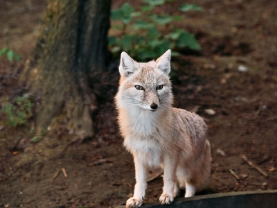 Steppevos - De Zonnegloed - Dierenpark - Dieren opvangcentrum - Sanctuary