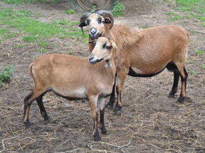 Mouton du Cameroun - De Zonnegloed - Refuge pour animaux