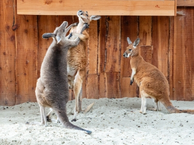 Grijze reuzenkangoeroe - De Zonnegloed - Dierenpark - Dieren opvangcentrum - Sanctuary