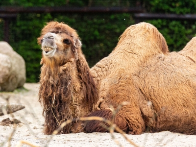 Kameel - De Zonnegloed - Dierenpark - Dieren opvangcentrum - Sanctuary