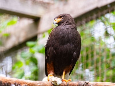 Buse de Harris - De Zonnegloed - Refuge pour animaux