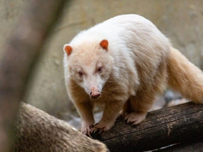 Rode neusbeer - De Zonnegloed - Dierenpark - Dieren opvangcentrum - Sanctuary