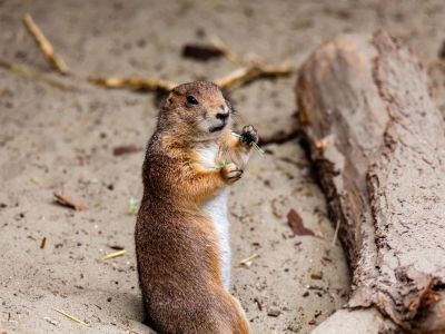 Black-tailed prairie dog - De Zonnegloed - Animal park - Animal refuge centre 