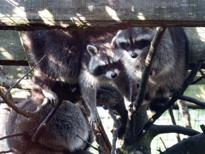 Raccoon - De Zonnegloed - Animal park - Animal refuge centre 