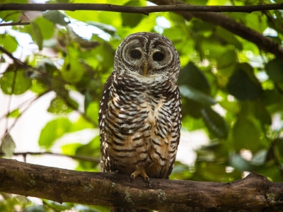 Rufous-legged owl - De Zonnegloed - Animal park - Animal refuge centre 
