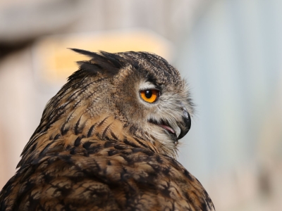 Europese oehoe - De Zonnegloed - Dierenpark - Dieren opvangcentrum - Sanctuary