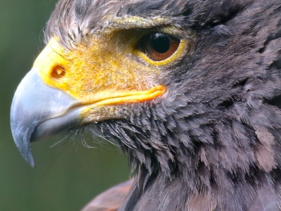 Buse de Harris - De Zonnegloed - Refuge pour animaux