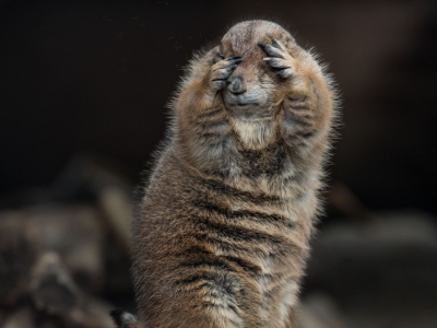 Black-tailed prairie dog - De Zonnegloed - Animal park - Animal refuge centre 