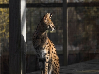 Serval - De Zonnegloed - Dierenpark - Dieren opvangcentrum - Sanctuary