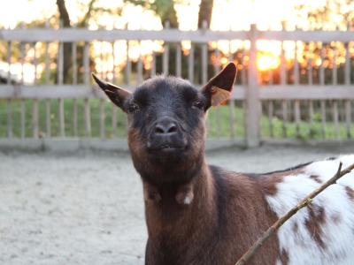Chèvre naine - De Zonnegloed - Refuge pour animaux