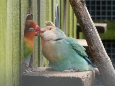 Lovebird - De Zonnegloed - Animal park - Animal refuge centre 