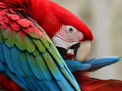 Ara chloropt&egrave;re rouge et bleu - De Zonnegloed - Refuge pour animaux