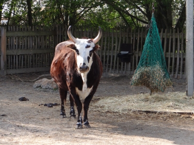 Zebu - De Zonnegloed - Dierenpark - Dieren opvangcentrum - Sanctuary