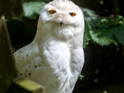 Sneeuwuil - De Zonnegloed - Dierenpark - Dieren opvangcentrum - Sanctuary