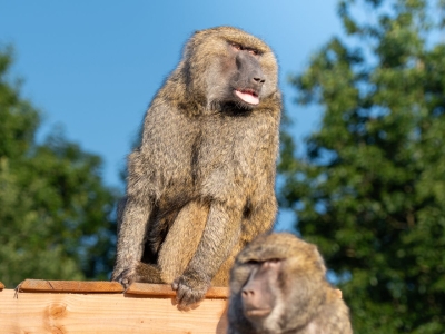 Groene baviaan - De Zonnegloed - Dierenpark - Dieren opvangcentrum - Sanctuary
