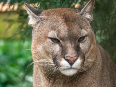 Cougar - De Zonnegloed - Animal park - Animal refuge centre 
