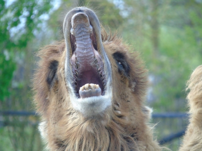 Bactrian camel - De Zonnegloed - Animal park - Animal refuge centre 